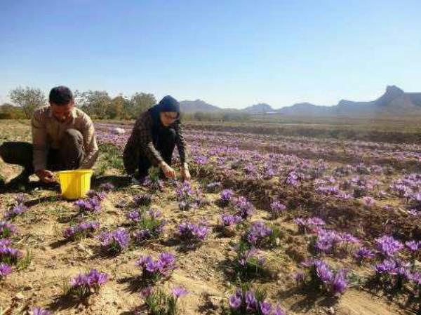 برداشت زعفران از مزارع روستای علوی آغاز شد