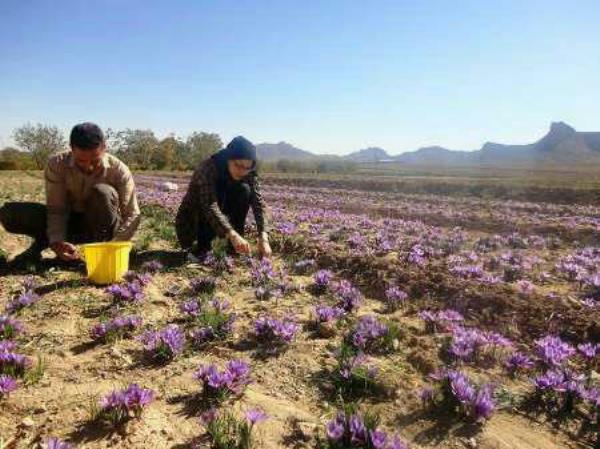 برداشت طلای سرخ از مزارع روستای علوی اردهال